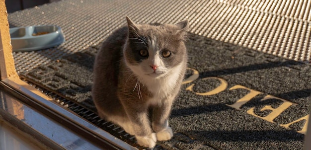 Beau chat gris devant la porte