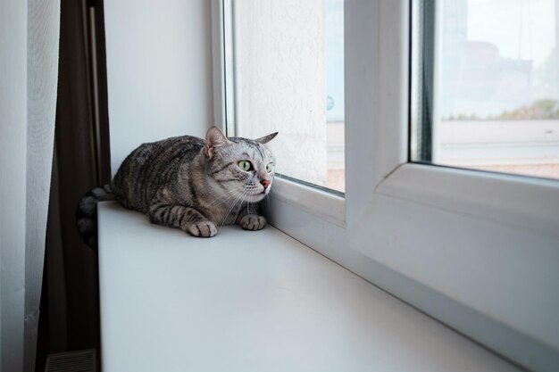 Beau chat gris est assis sur un rebord de fenêtre et regarde par la fenêtre