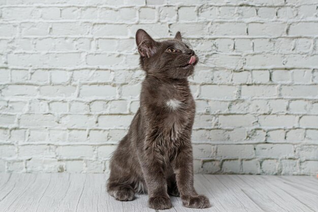 Beau chat gris sur un fond de mur de briques