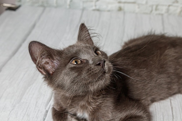 Beau chat gris sur un fond de mur de briques