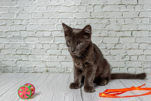 Beau chat gris sur un fond de mur de briques