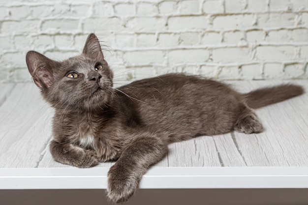 Beau chat gris sur un fond de mur de briques