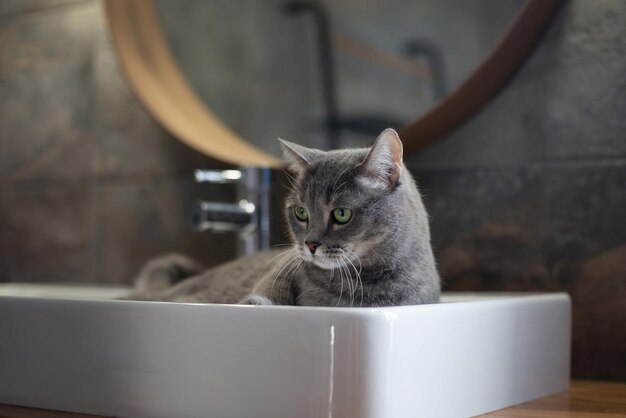 Beau chat gris mignon aux yeux verts L'animal se trouve dans l'évier se lave Hygiène des soins des animaux