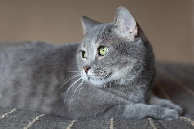 Beau chat gris mignon aux yeux verts L'animal se trouve sur le lit