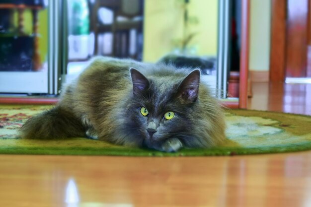 Un beau chat gris moelleux aux yeux jaunes se trouve sur le tapis et regarde attentivement