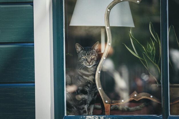 Un beau chat gris regarde par la fenêtre Pays-Bas