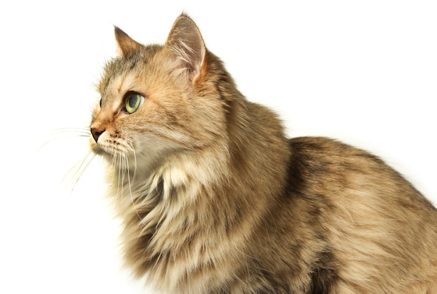 Beau chat hirsute assis isolé sur blanc