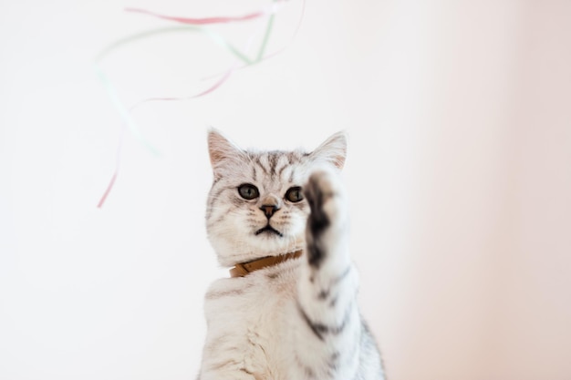 Beau chat jouant avec des jouets dans un collier