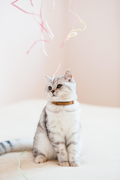 Beau chat jouant avec des jouets dans un collier