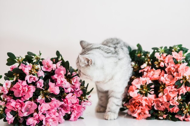 Beau chat jouant avec des pots de fleurs