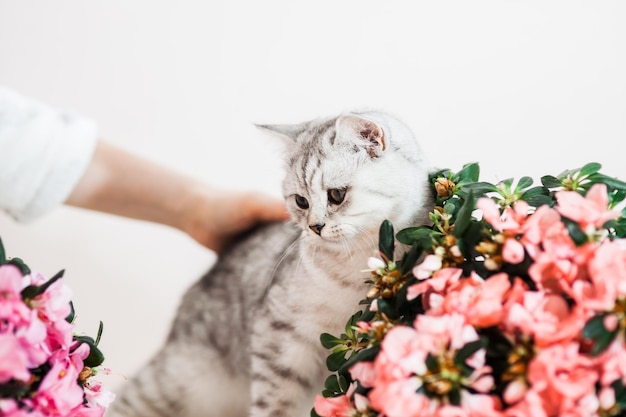 Beau chat jouant avec des pots de fleurs