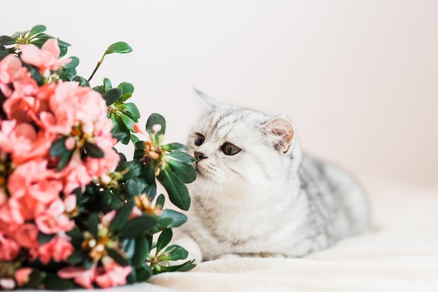 Beau chat jouant avec des pots de fleurs