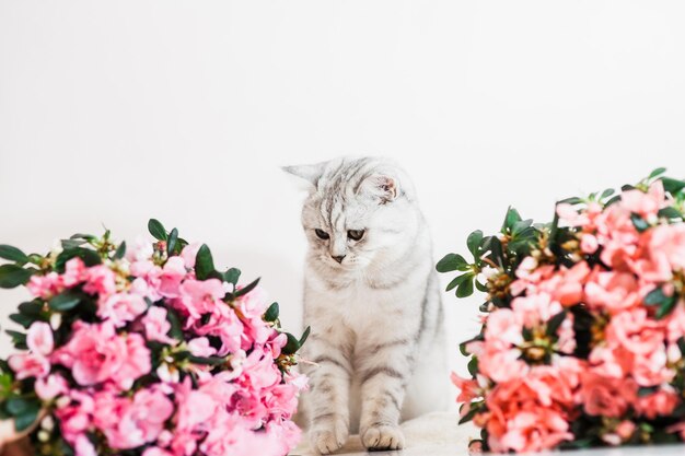 Beau chat jouant avec des pots de fleurs