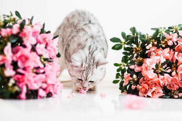 Beau chat jouant avec des pots de fleurs