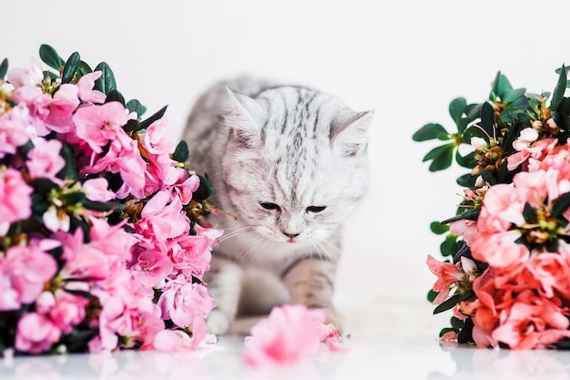 Beau chat jouant avec des pots de fleurs