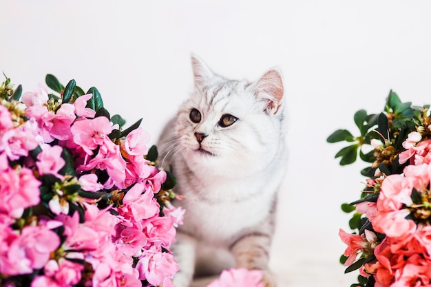 Beau chat jouant avec des pots de fleurs