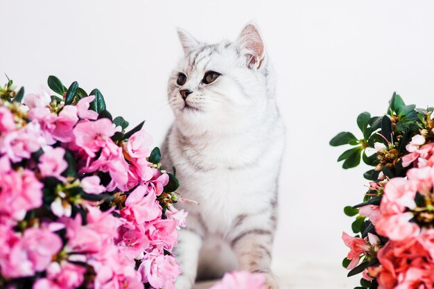 Beau chat jouant avec des pots de fleurs