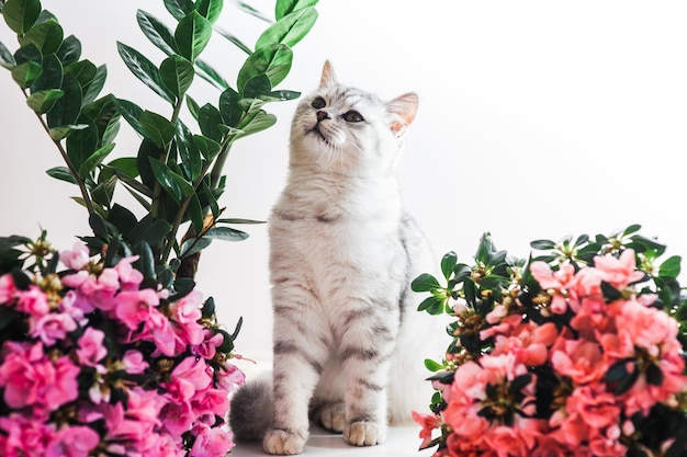 Beau chat jouant avec des pots de fleurs