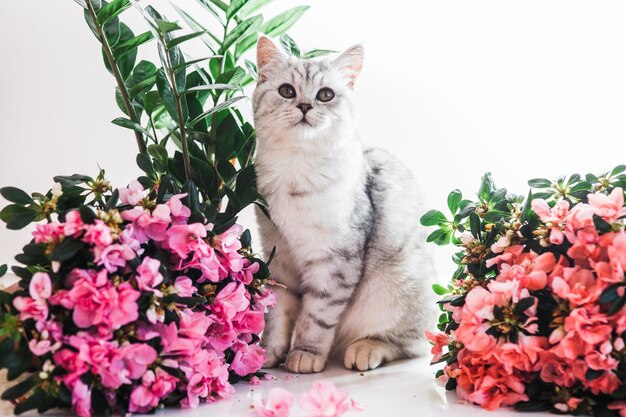 Beau chat jouant avec des pots de fleurs