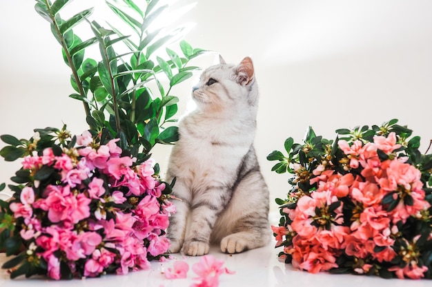 Beau chat jouant avec des pots de fleurs