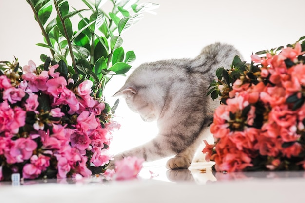 Beau chat jouant avec des rubans colorés Chaton drôle gris