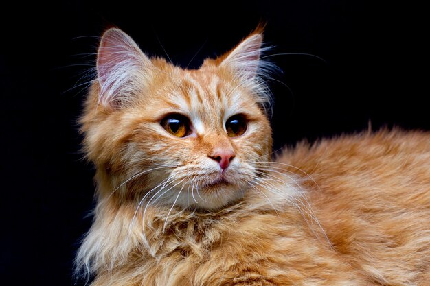 Beau chat Maine Coon rouge assis avec de grandes oreilles et queue poilue à la recherche à huis clos isolé sur fond noir, vue de face