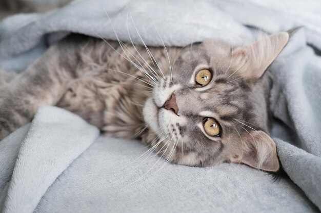 Un Beau Chat Maine Coon Se Trouve Dans Une Couverture Joli Chat Aux Cheveux Longs