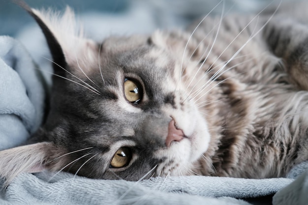 Un beau chat Maine Coon se trouve dans une couverture Joli chat aux cheveux longs