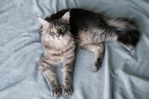 Un beau chat Maine Coon se trouve dans une couverture Joli chat aux cheveux longs