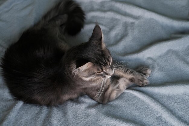 Un beau chat Maine Coon se trouve dans une couverture Joli chat aux cheveux longs
