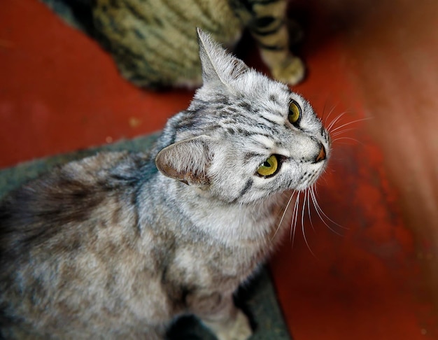 Beau chat à la maison. Animal domestique.