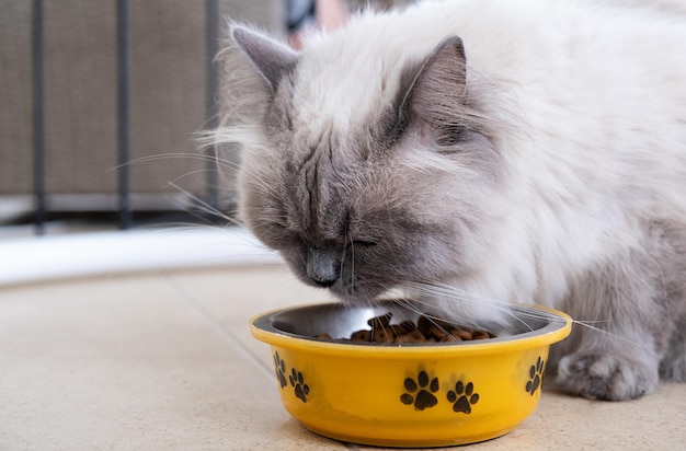 Un beau chat mange de la nourriture sèche dans un bol.