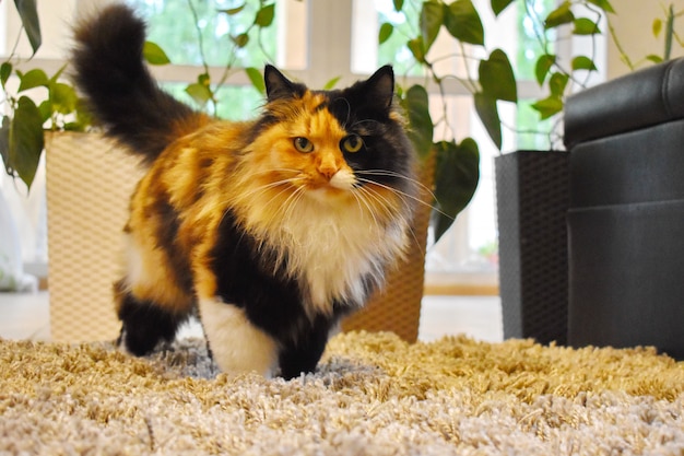 Beau chat marchant sur un tapis