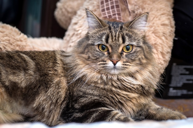 Beau chat mignon brun moelleux couché