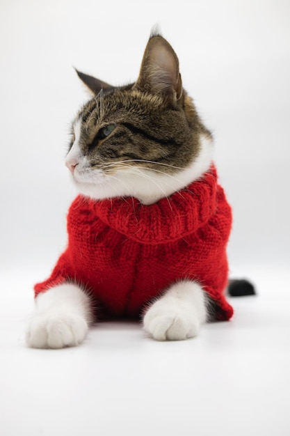 Beau chat mignon tabby isolé sur fond blanc