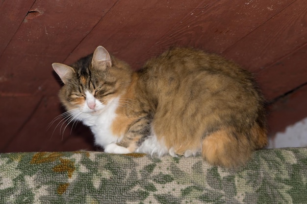 Beau chat moelleux assis dans la maison