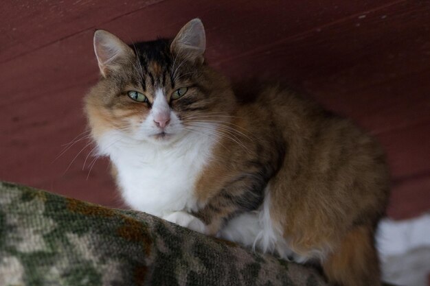 Beau chat moelleux assis dans la maison