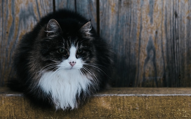 Beau chat moelleux à l'extérieur près d'un mur en bois.