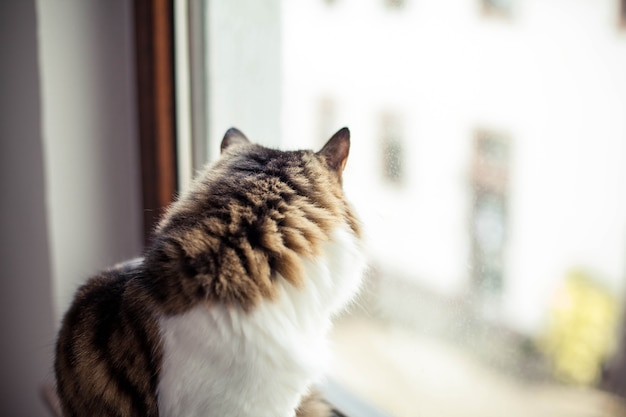 Beau chat moelleux près de la fenêtre