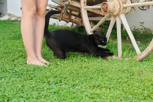 Le beau chat noir adulte aiguise ses griffes sur une roue en bois, les jambes du propriétaire près, le fond de pelouse d'herbe verte, l'espace de copie