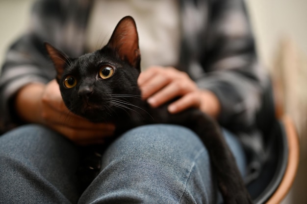 Beau chat noir aux yeux jaunes portant sur les genoux de la propriétaire à la maison