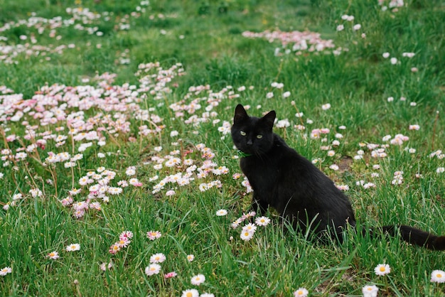 Beau chat noir aux yeux verts est assis sur une herbe de prairie se promène en plein air