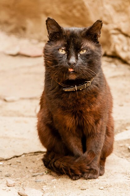 Photo beau chat noir aux yeux verts