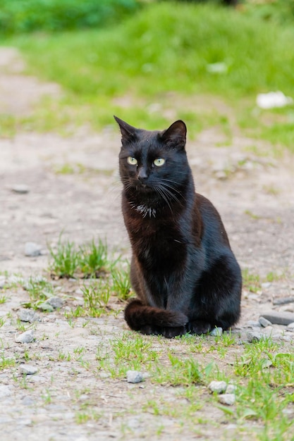 Beau chat noir aux yeux verts