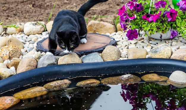 Un beau chat noir et blanc regarde le reflet dans l'eau.