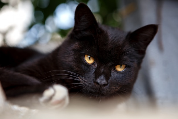 Beau chat noir couché et regardant