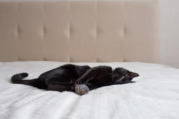 beau chat noir est allongé sur un canapé beige et blanc