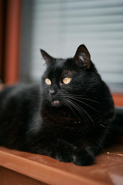 Le beau chat noir se trouve sur un rebord de fenêtre Concept d'un animal domestique à l'intérieur