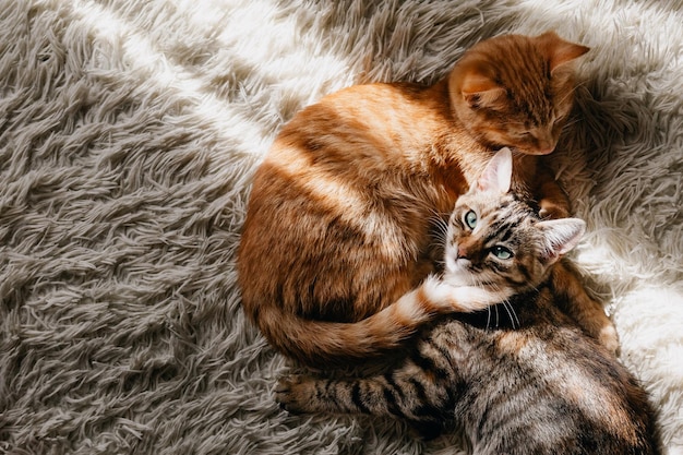 beau chat pelucheux regarde la caméra