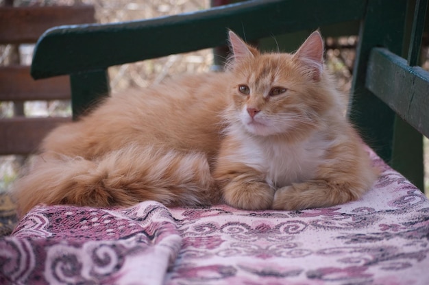 Le beau chat pelucheux rouge se repose sur un banc